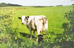 Cow in field next to cottage